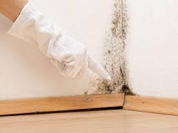 Best Mold Damage Restoration  in USA